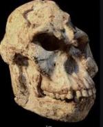 Prémices de l'Humanité en Afrique