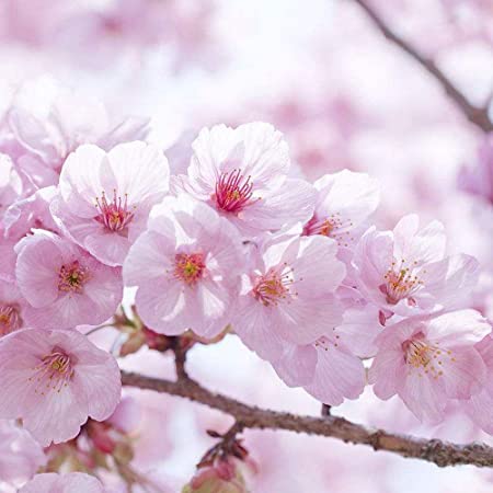 Arbre fruitier : Cerisier
