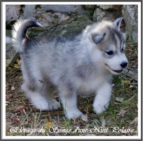Chiot Husky Mâle (43j)