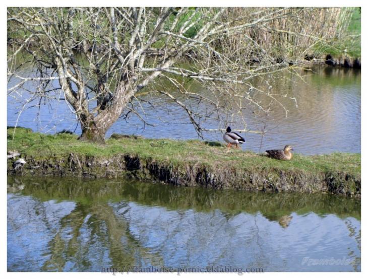 le canard colvert
