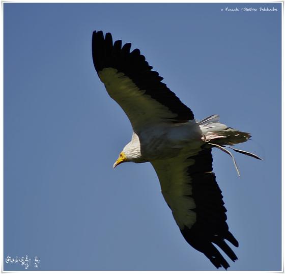 Vautour percnoptère - Neophron percnopterus - Egyptian Vulture