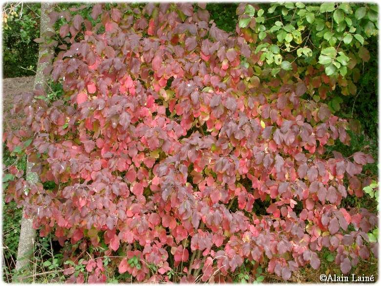 Automne_2009_4