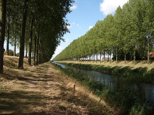 Vertus médicinales des arbres : Tremble