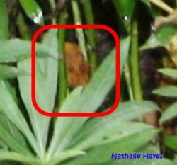 La Page de Nathalie Hayes