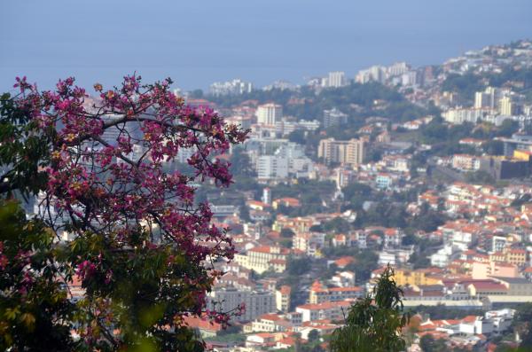Circuit en étoile à Madère : Funchal, son marché et son jardin botanique