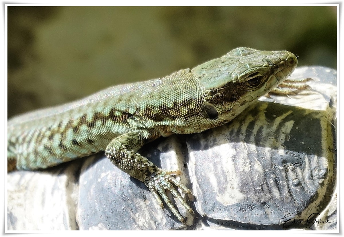 Lézardons !