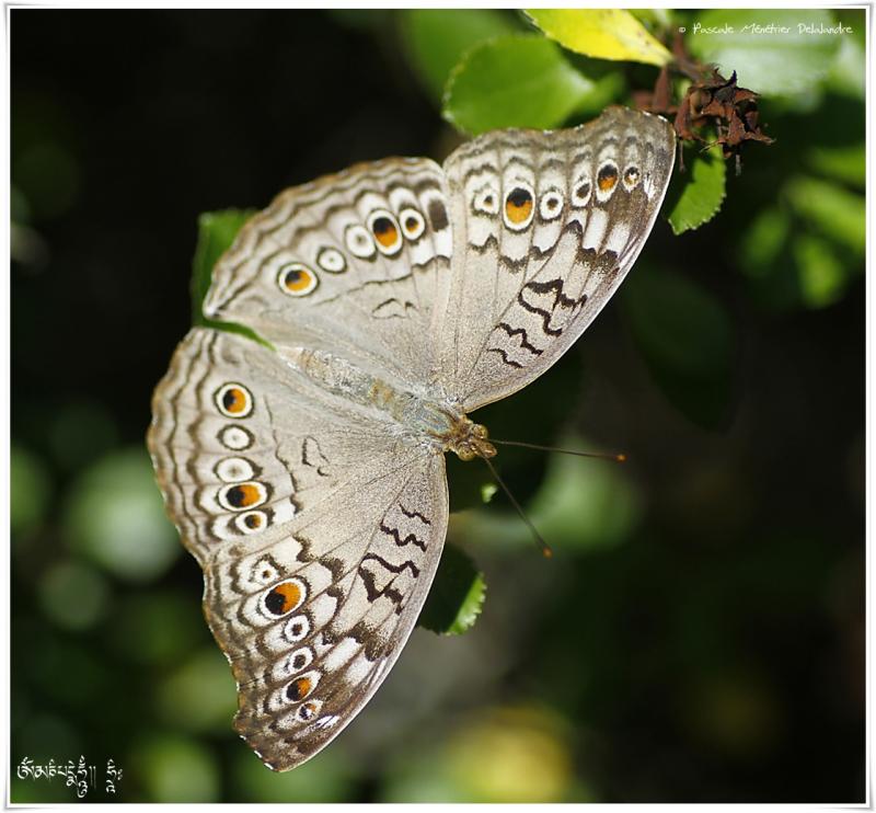 Precis atiltes - Nymphalidae - Malaisie