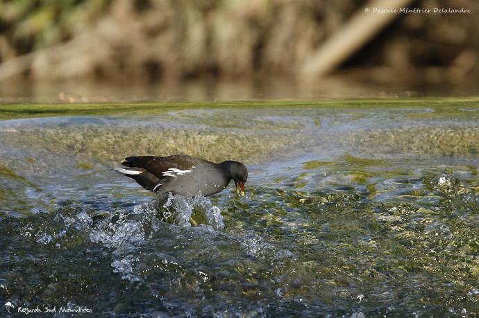 Gallinule poule-d'eau
