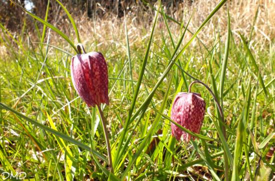 Fritillaria meleagris - fritillaire pintade