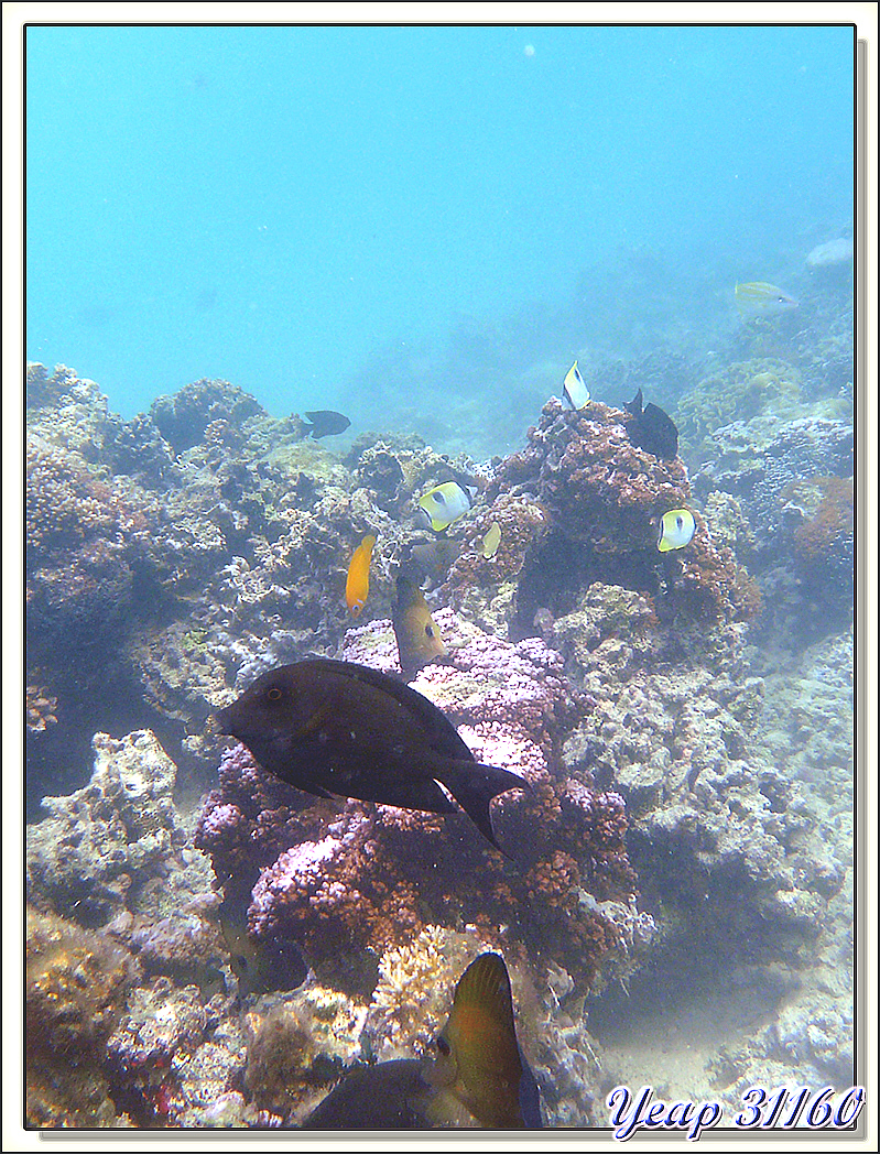 Poisson chirurgien - Huahine - Polynésie française