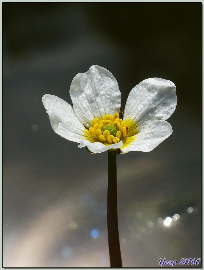 Renoncule flottante ou Renoncule des rivières (Ranunculus fluitans) - Lartigau - Milhas - 31