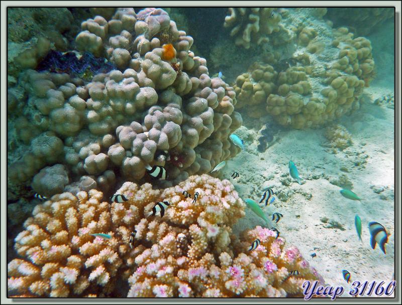 Demoiselles et coraux - Lagon Bleu - Atoll de Rangiroa - Archipel des Tuamotu - Polynésie française