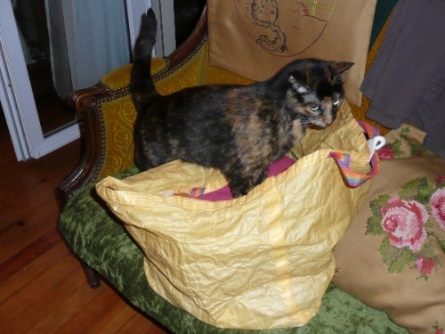 chat-et-sac-1.JPG