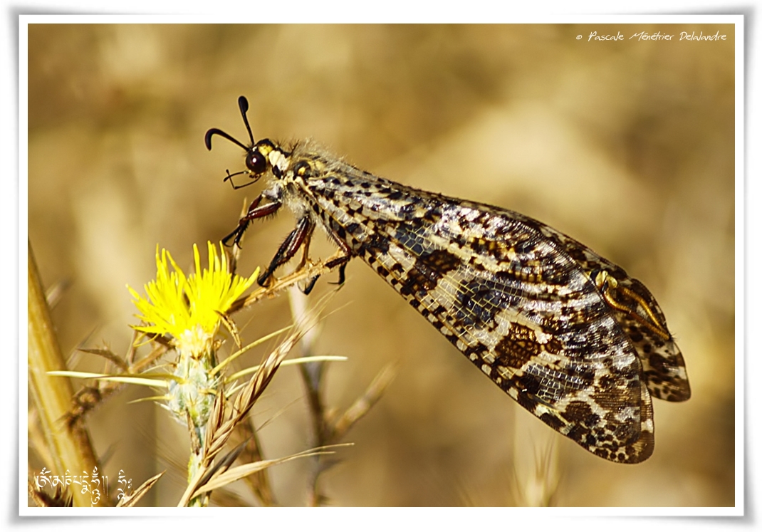 Palpares libelluloides ♀ - fourmilion géant