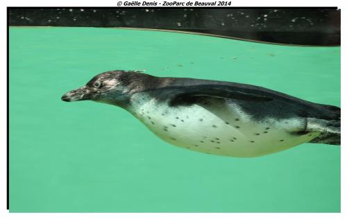 (c) - Gaëlle Denis.