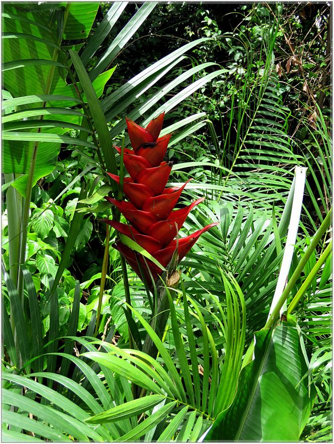 FLEURS VENUS D'AILLEURS   No 2