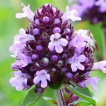 Fleurs cultivées : Marjolaine