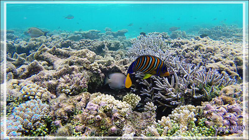 Poisson-ange royal ou Holacanthe duc, Royal angelfish (Pygoplites diacanthus) - Athuruga - Atoll d'Ari - Maldives