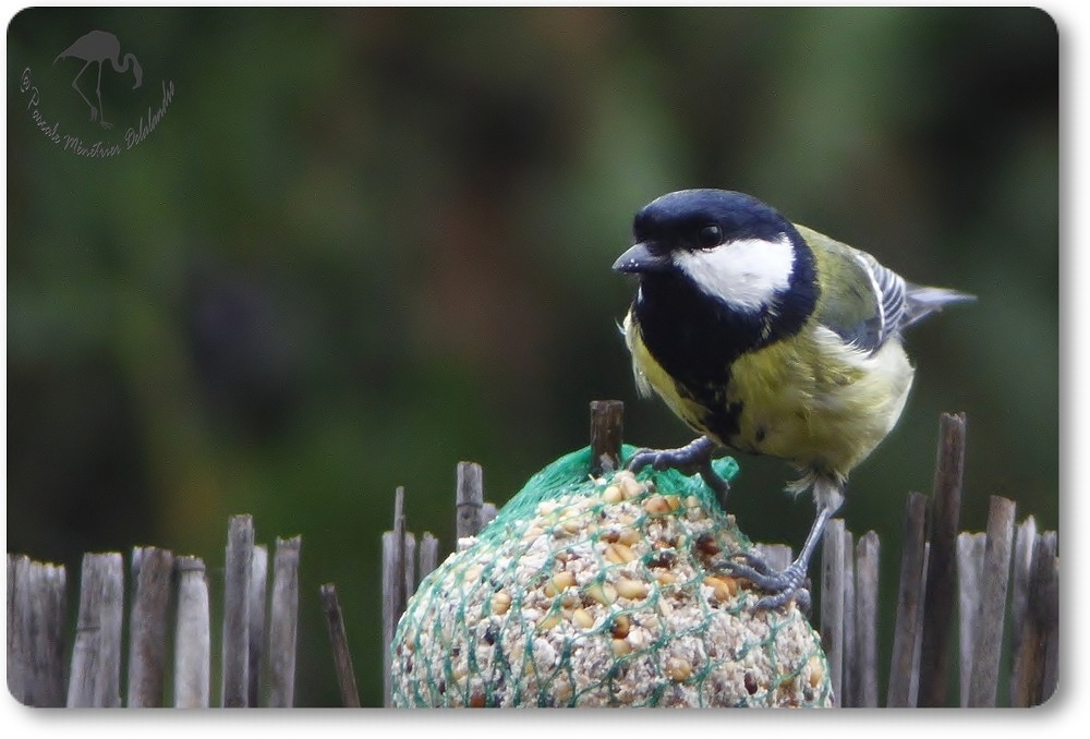 Mésange Charbonnière...