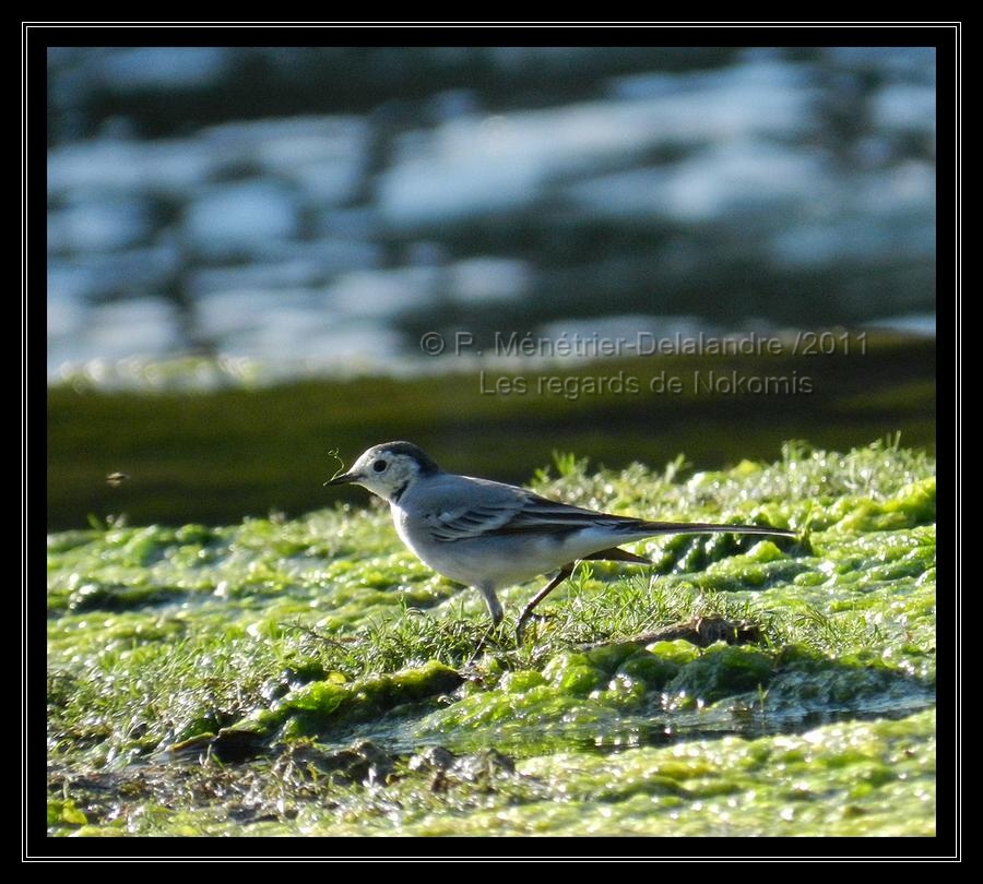 Bergeronnettes ( Garonne - 31)