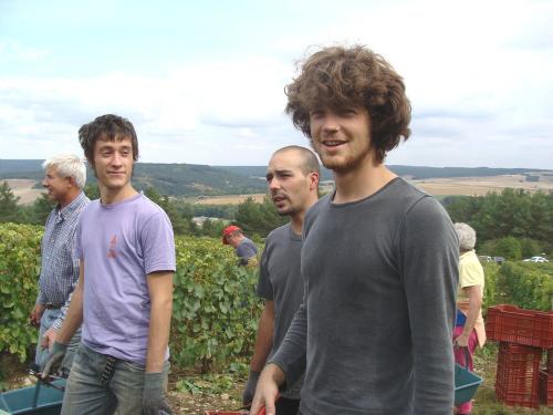 Les vendanges chez Sylvain Bouhélier..