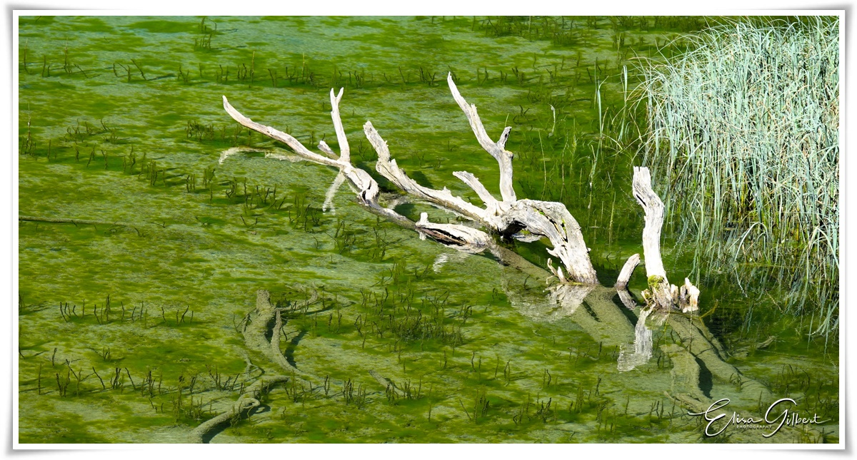 Le lac des Sagnes (Mercantour)