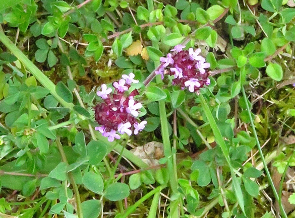 Les orchidées sauvages du Châtillonnais ont fleuri en grand nombre pendant ce printemps 2024