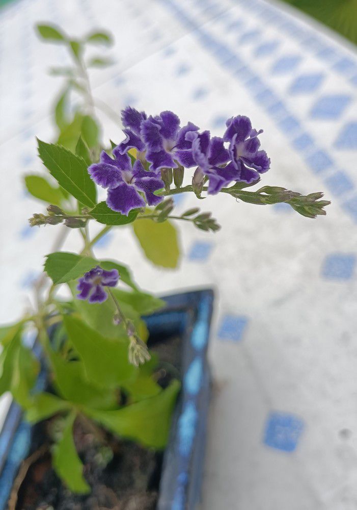 Une jolie surprise sur une bouture de durantha...