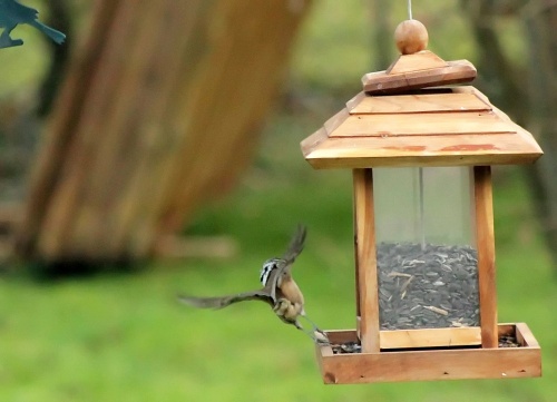 Une nouvelle et jolie visiteuse de mon jardin...