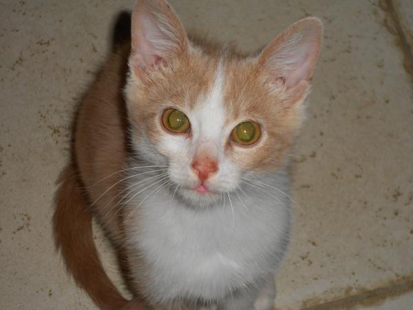 Quelques nouvelles des fauves ... !!!