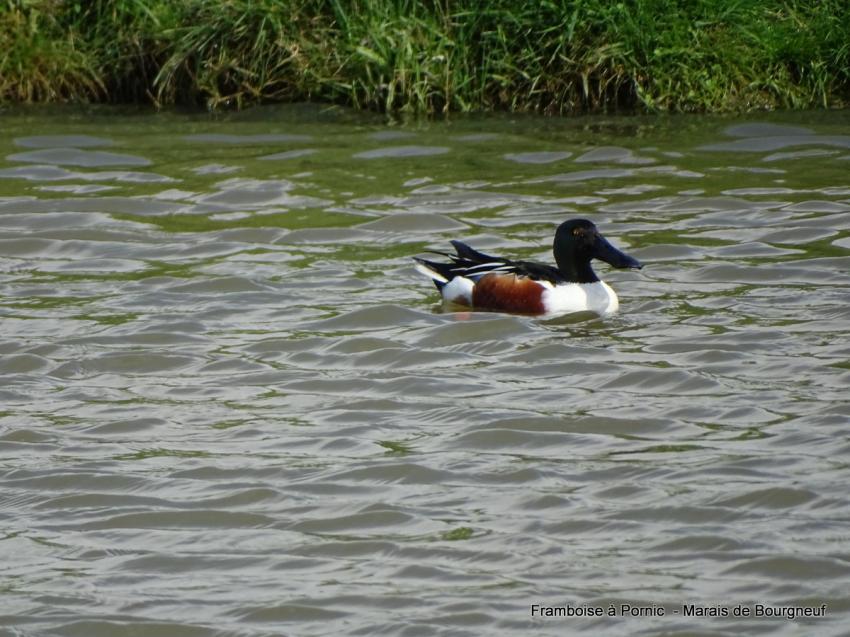 Canard souchet dans le marais 