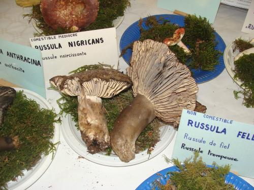 L'exposition mycologique à Châtillon sur Seine