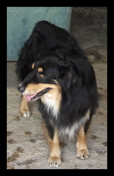 Tranches de vie d'un Australian Shepherd