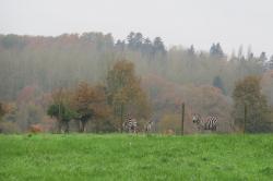 La randonnée du 17 novembre à Hermival-les-Vaux