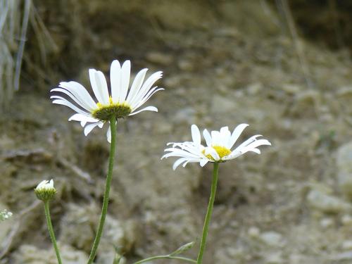 Fleurs du Champsaur