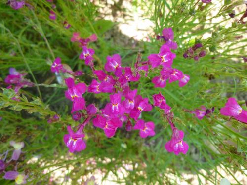 Fleurs cultivées : Linaires