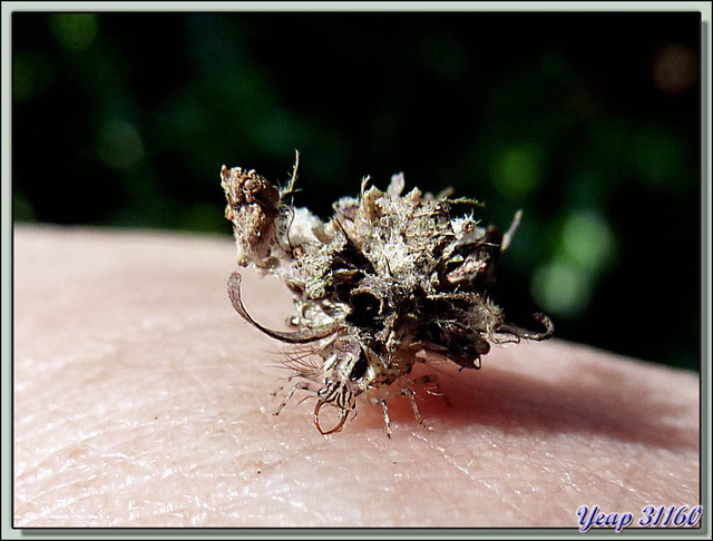 Blog de images-du-pays-des-ours : Images du Pays des Ours (et d'ailleurs ...), Insecte en tenue de camouflage (in situ et en cours de dressage) - Parc National de Chitwan - Népal