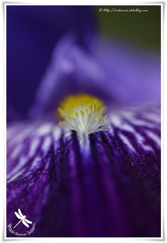 Iris