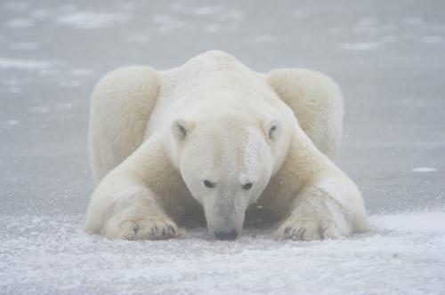 Vincent Munier Photographer Captures Stunning Arctic Wildlife