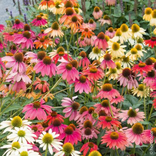 Fleurs cultivées : rudbeckia
