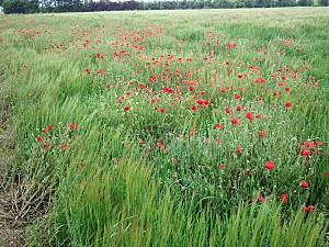 Photo0039