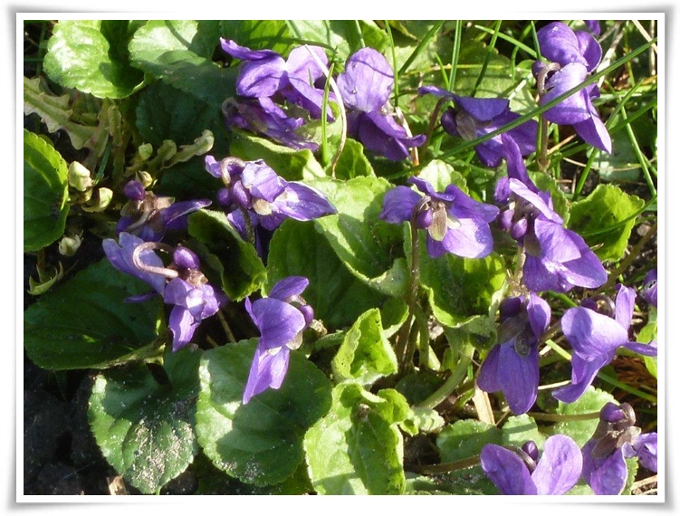 La violette et ... l'Histoire  ...