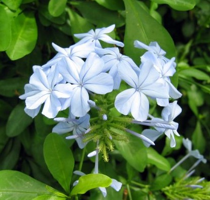 Fleurs cultivées : Plumbago