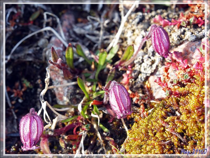 Silène de l'Oural, Nodding campion, Mountain campion, Pulluiujuit (Silene uralensis ssp. arctica) - Craig Harbour - Terre d'Ellesmere - Nunavut - Canada
