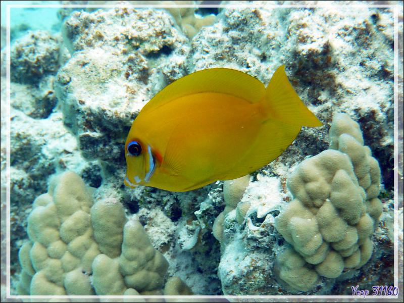 Chirurgien mimétique du Pacifique ou chocolat, Chocolate surgeonfish (Acanthurus pyroferus) - Lagon de la Pension Kuriri - Maupiti - Polynésie française