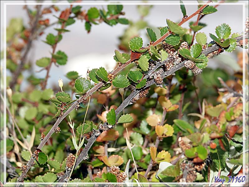 Bouleau nain arctique, Arctic dwarf birchs (Betula nana) - Karrat Fjord - Groenland