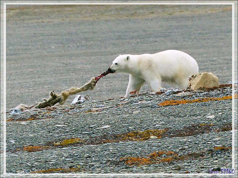 A 14 h 45, je repars en Zodiac vers l'ours, qui, fidèle à sa charogne, ripaille toujours (Polar bear) - Creswell Bay - Somerset Island - Nunavut - Canada