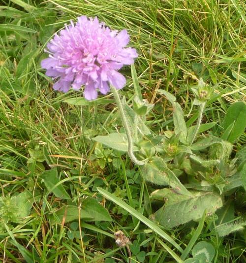 Fleurs cultivées : Scabieuse