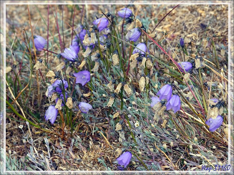 Campanule à feuilles rondes, Bluebell Bellflower (Campanula gieseckiana ssp. groenlandica) - Sermermiut - Baie de Disko - Groenland
