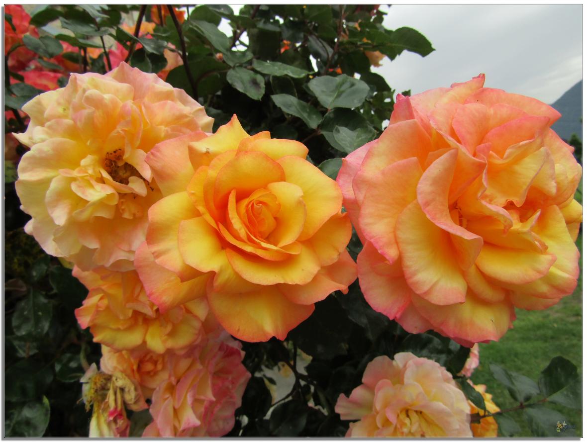 REVENONS AU JARDIN 